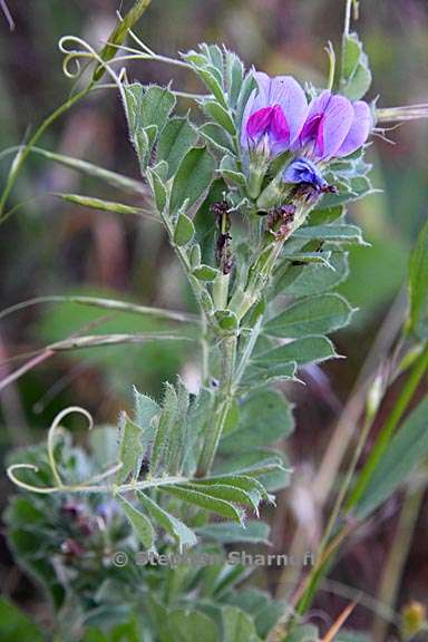 vicia sativa ssp sativa 4 graphic